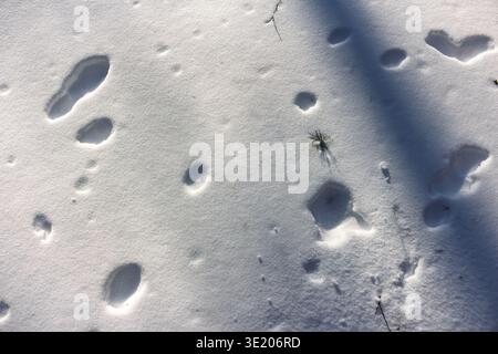 Neve appena caduta in una foresta invernale che mostra depressioni d'impatto dovute allo scioglimento del ghiaccio o alla caduta di neve dai rami, con un piccolo alberello che sgorga Foto Stock