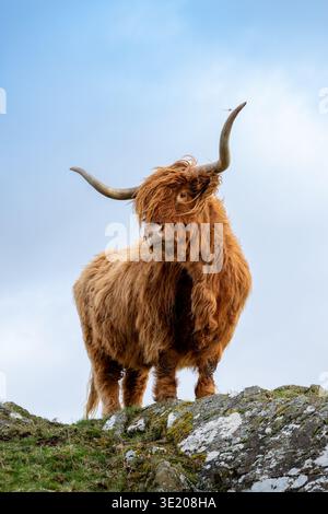 La mucca delle Highland stava posando su un affioramento roccioso in uno stile impressionante. Scozia, Regno Unito. Foto Stock