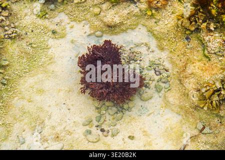 Primo piano del basso fondale del mare caraibico nella Repubblica Dominicana che mostra coralli morbidi e rossi viola o spugne sulla costa rocciosa con ciottoli e alghe verdi Foto Stock
