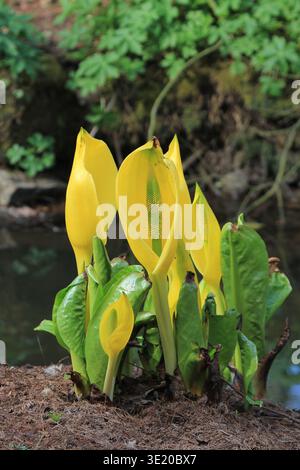 Un ammasso di fiori gialli (Lysichiton americanum) comunemente chiamato Lord and Ladies, noto anche come arum, che cresce da un ruscello Foto Stock