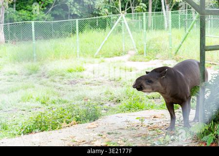 Grande tapir sudamericano per adulti, un mammifero nativo delle foreste pluviali amazzoniche, situato vicino a una recinzione di metallo verde nel suo recinto, che rappresenta la fauna selvatica pre Foto Stock