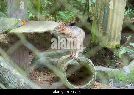La volpe mangiatrice di granchi si erge su un tronco vuoto in un recinto rustico, osservando i suoi dintorni, rappresentando la fauna selvatica, il comportamento degli animali e i concetti di contro Foto Stock
