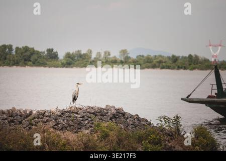 L'airone grigio, Ardea cinerea, in piedi su pietre accanto al Danubio vicino a Belgrado, Serbia, catturato in una tranquilla scena sul fiume che mette in evidenza la natura selvaggia locale Foto Stock