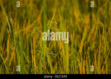 Foto dettagliata delle orecchie di riso verde-dorato maturate sul campo. Rappresenta il tempo di raccolta, la sicurezza alimentare e il culmine Foto Stock