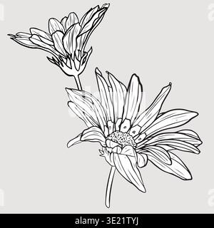 Disegni dettagliati in bianco e nero di due gerbali in fiore con intricati petali e steli, che enfatizzano lo stile dell'arte botanica e l'eleganza floreale. Illustrazione Vettoriale
