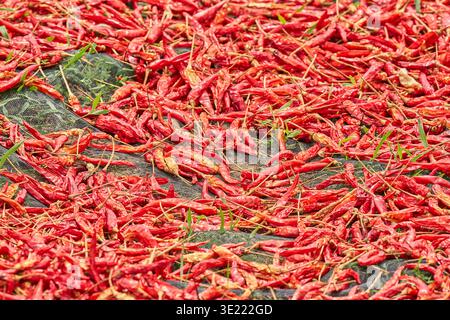 Peperoncino rosso essiccato al sole su reti a maglia in Vietnam. Foto Stock