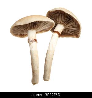 Funghi pioppini freschi selvatici isolati su bianco Foto Stock