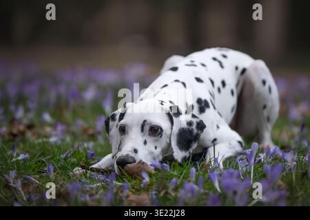 Cane dalmata che giace nel campo dei fiori di Crocus da vicino Foto Stock