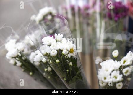 Una vista ravvicinata dei bellissimi fiori di crisantemo bianchi avvolti in imballaggi di plastica trasparente disposti al mercato dei fiori all'aperto che trasportano pacifico e Foto Stock