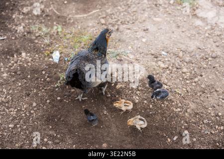 Una gallina scura in piedi pazientemente su terreno asciutto circondata da piccoli pulcini neri e gialli che picchiano a terra all'aperto esprimendo un tranquillo istinto materno e. Foto Stock