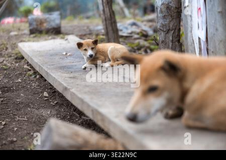 Un adorabile cucciolo di cane seduto tranquillamente su una superficie di cemento in un ambiente rurale all'aperto che sembra innocente e calmo mentre un altro cane riposa Foto Stock