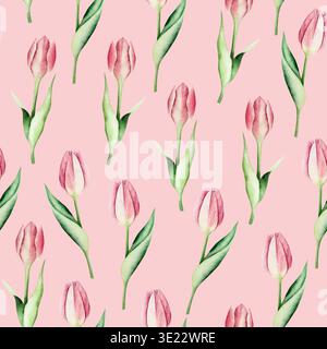 Fiori di tulipani rosa primaverile senza cuciture. Acquerello pasqua illustrazione disegnata a mano isolata su sfondo, trasparente png. Botanico e matrimonio Foto Stock