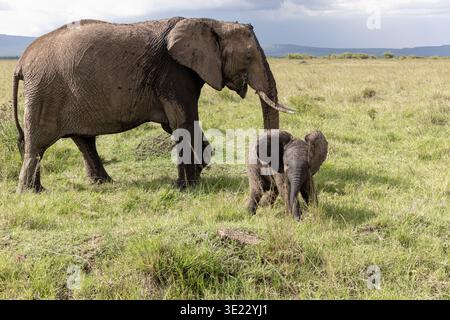 Elefante con bambino, Loxodonta africanus, Masai Mara, Kenya Foto Stock