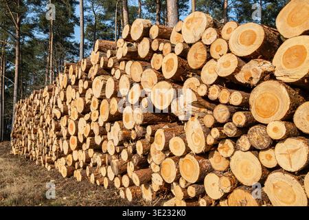 Foreste nella foresta pubblica di Roumare vicino a Saint-Pierre-de Manneville (Normandia, nord della Francia). Tronchi impilati lungo un sentiero, legno di pino scozzese Foto Stock