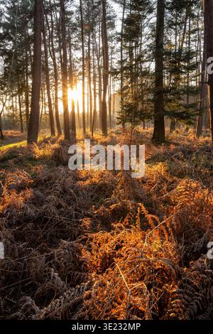 Pini e felci scozzesi nel bosco pubblico in inverno. Il tramonto si riflette sui pini e sulla vegetazione del sottobosco nel bosco pubblico di Roumare Foto Stock