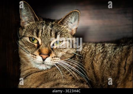 Ritratto di un gatto da tabby rilassato con occhi verdi, pellicce dettagliate e baffi, che guarda con calma la fotocamera in piena luce naturale Foto Stock