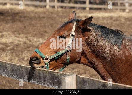 Profilo laterale di un cavallo di baia marrone con una mezza verde che morde una recinzione di legno in un paddock. Mostra un comportamento di "cribbing". Cappotto fangoso, ambiente esterno. Foto Stock