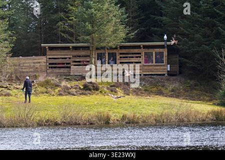 Stazione di alimentazione degli aquiloni rossi presso il centro visitatori di Nant y Arian Ceredigion Wales, Regno Unito, aprile 2016 Foto Stock