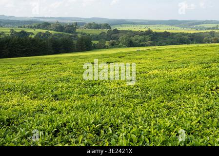 Piantagione di tè a Kericho, Kenya Foto Stock