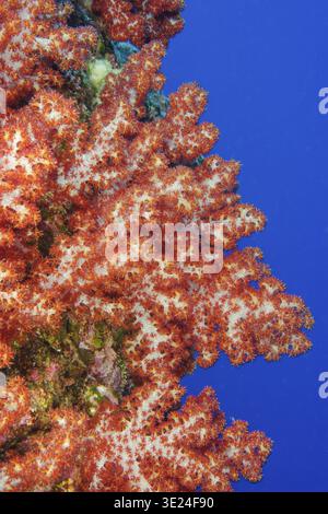 Foto sott'acqua di corallo morbido colorato (Dendronephthya hemprichi) Hemprich's Tree Coral che cresce su una barriera corallina, sull'Oceano Pacifico, sull'isola Yap, Yap Foto Stock