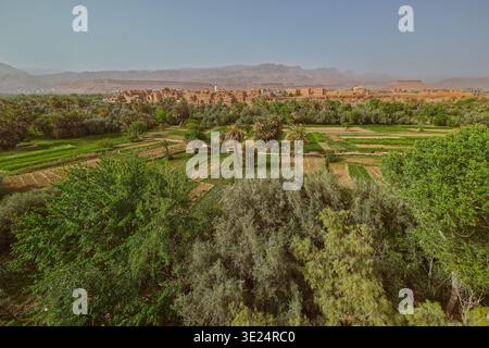 207 tratto centrale della grande oasi di circa 30 x 4 km lungo il fiume Wadi Todgha affollata di palme, davanti alla cittadina Douar Ait Boujane. Tinghir-Marocco Foto Stock