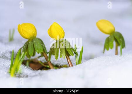 Primo piano del giallo inverno fiori di Aconitum nella neve Foto Stock
