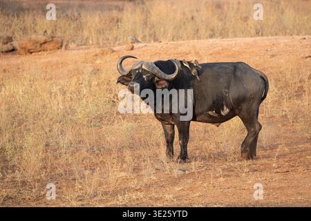 Bufalo africano, Syncerus caffer, Tsavo West National Park, Kenya Foto Stock
