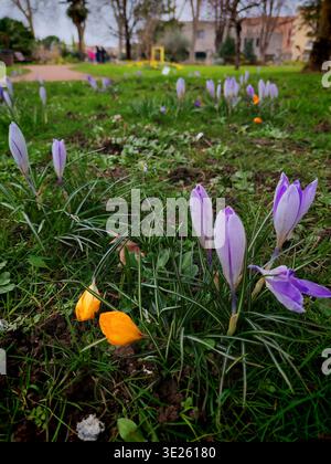 Nel Parco fioriscono i crochi primaverili selvatici. Splendidi crochi viola e giallo freschi Foto Stock