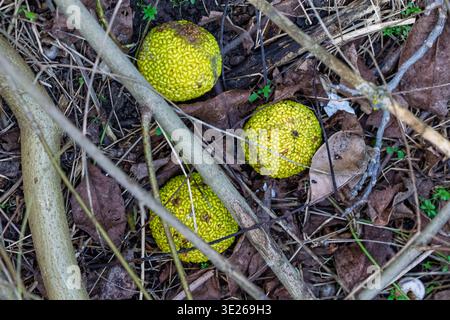 Tre frutti di arancio Osage (mela da siepe) di colore verde brillante poggiano su un terreno boschivo tra foglie secche, ramoscelli e piccole piante, evidenziando la consistenza accidentata Foto Stock