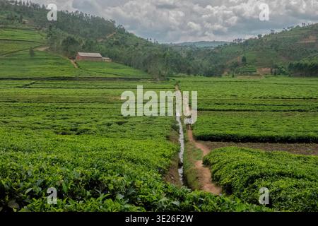 Sorawathe Tea Plantation, Kinihara, Ruanda Foto Stock