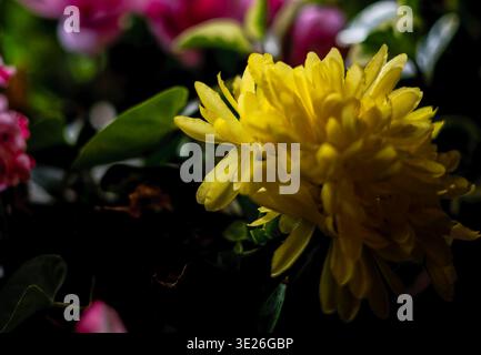 I petali di un crisantemo giallo Foto Stock