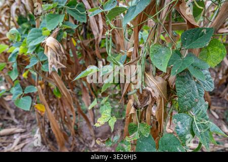 Aguacatan, Guatemala - vigne di fagioli verdi aggrovigliate con baccelli intrecciati intorno ai gambi di mais essiccato in un campo rurale di tarda stagione, mostrando l'incrocio, harve Foto Stock