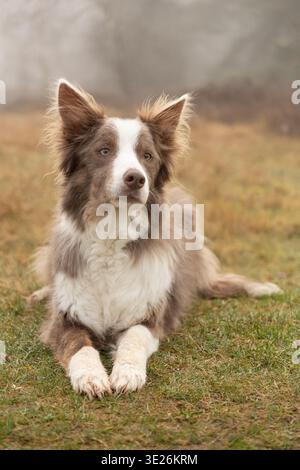 Collie con bordi bianchi e marroni stese sull'erba in un campo autunnale nebbioso Foto Stock