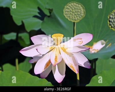 Fiore di loto sacro rosa (Nelumbo nucifera) con recipiente giallo e cialde di semi verdi in uno stagno soleggiato. Foto Stock