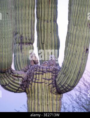 Una famiglia di grandi gufi corniati in un cactus Foto Stock
