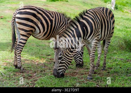 Due zebre a strisce distintive si avvicinano, piegando la testa verso il basso per mangiare erba verde fresca, mostrando i loro bellissimi motivi in bianco e nero i Foto Stock