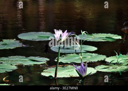 Due ninfee viola sorgono tra i tappetini verdi galleggianti su uno stagno calmo, uno completamente aperto e l'altro parzialmente in fiore. Foto Stock