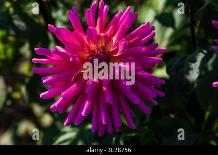 dahlia rosa vivace fiorisce con ricchi petali a strati. Il centro vanta tonalità viola profonde e filamenti delicati. Foglie verdi incorniciano il fiore, aggiungendo nat Foto Stock