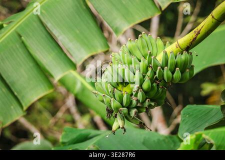Un gruppo di banane verdi non mature appese ad un albero tropicale circondato da ampie foglie e vegetazione lussureggiante Foto Stock
