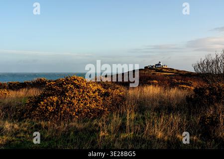 Il faro di Point Lynas attraversa un campo di cespugli gialli di gorse alla luce dorata del mattino Foto Stock