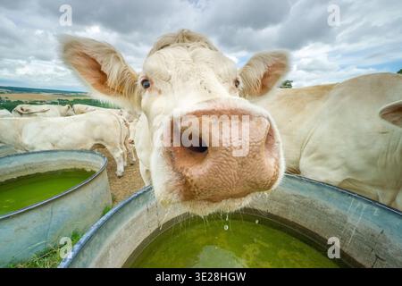 Gros plan d'un vache charolaise à l'abreuvoir dasn un champ / primo piano di una mucca Charolais presso la fossa d'acqua in un campo Foto Stock