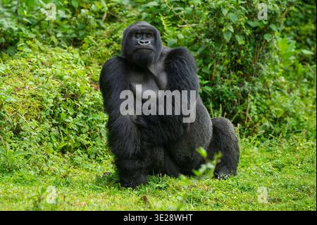 Gorilla di montagna, Gorilla beringei beringei, silverback, Parco Nazionale dei Vulcani, Ruanda Foto Stock