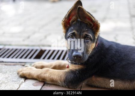 Giovane simpatico cucciolo di pastore che riposa all'aperto sul marciapiede, con un'espressione innocente curiosa e adorabile che mostra dolce pura emozione come b Foto Stock