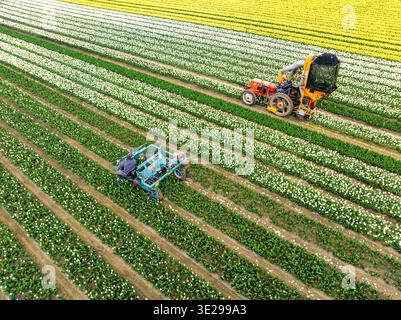 Vista aerea dell'attrezzatura per la raccolta dei fiori che si muove attraverso i vibranti campi di tulipani, creando un incredibile contrasto di colori e texture, Wognum, Noord Foto Stock