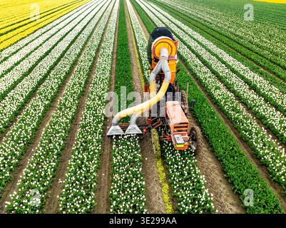 Vista aerea di un trattore che raccoglie tulipani in un campo vivace e colorato, creando un contrasto sorprendente tra macchinari industriali e bellezze naturali, Wogn Foto Stock