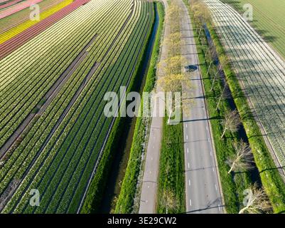 Vista aerea dei vibranti campi di tulipani che creano un mosaico colorato lungo una strada tranquilla costeggiata da alberi, Hem, Olanda settentrionale, Paesi Bassi. Foto Stock
