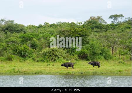 Tori di bufalo del Capo, Syncerus caffer, Parco Nazionale di Akagera, Ruanda Foto Stock