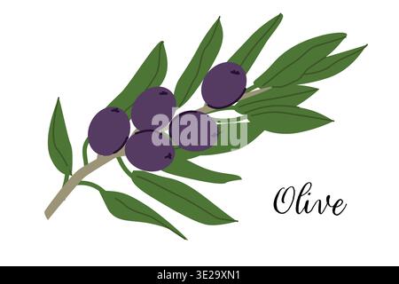Ramo di frutta di oliva nera. Illustrazione del cartone animato isolata. Cibo mediterraneo biologico e naturale. Pianta di oliva nera. Illustrazione Vettoriale