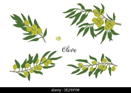 Ramoscello verde d'oliva con foglie e frutta, illustrazione piatta a fumetti in stile retrò. Piante d'oliva di colore verde per la progettazione dell'olio. Cucina mediterranea Illustrazione Vettoriale