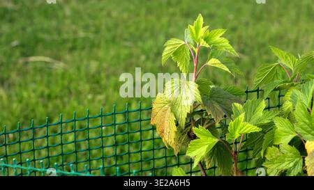 Cespuglio di ribes nero su sfondo verde. L'arbusto con foglie verdi brillanti protetto da recinzione in rete di plastica da parassiti roditori e componenti meccanici Foto Stock